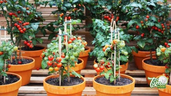 hướng dẫn cách trồng cà chua