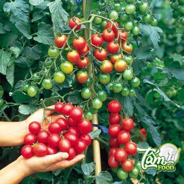 hướng dẫn cách trồng cà chua