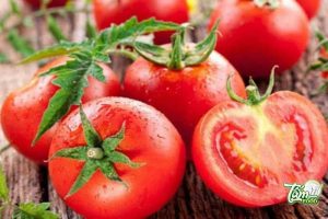 tổng quan về cà chua
