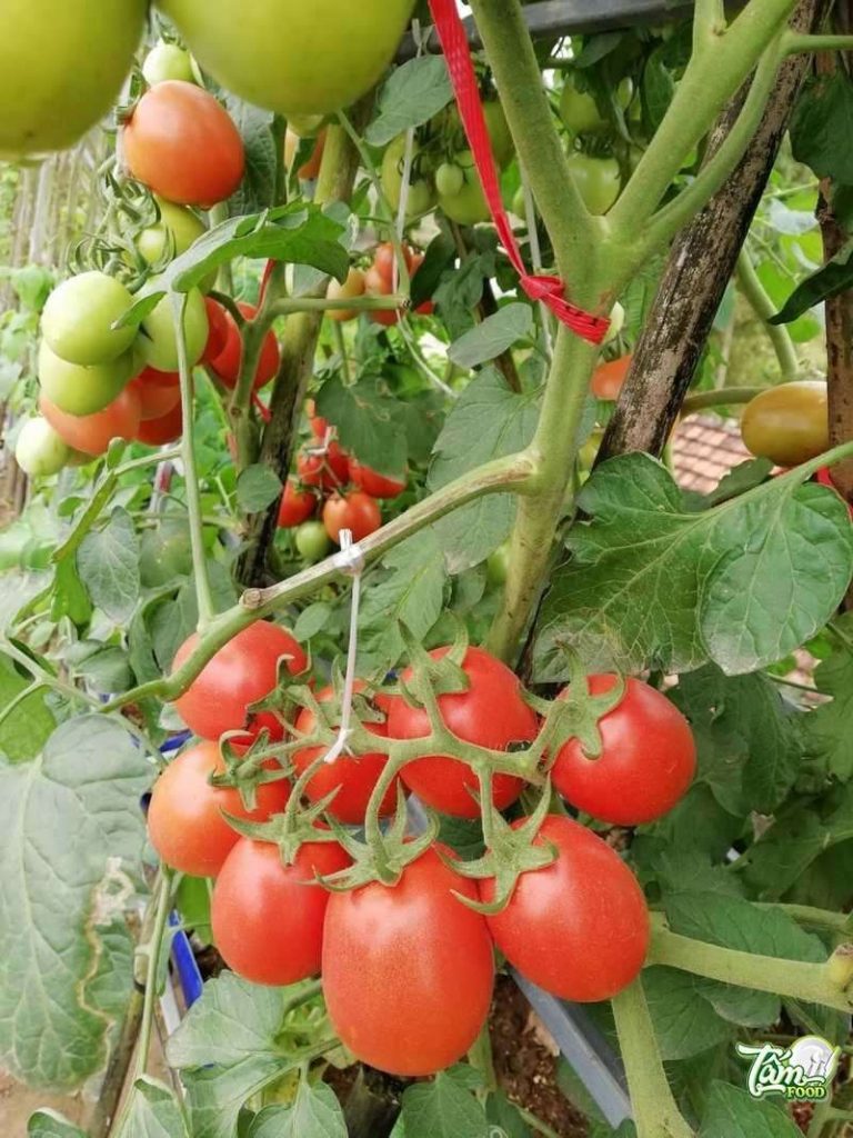 Tổng quan về cà chua