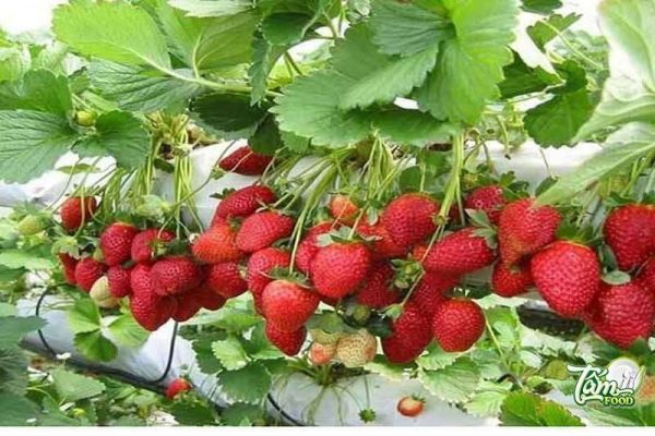 trồng dâu tây vào tháng mấy