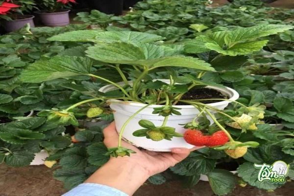 trồng dâu tây vào tháng mấy