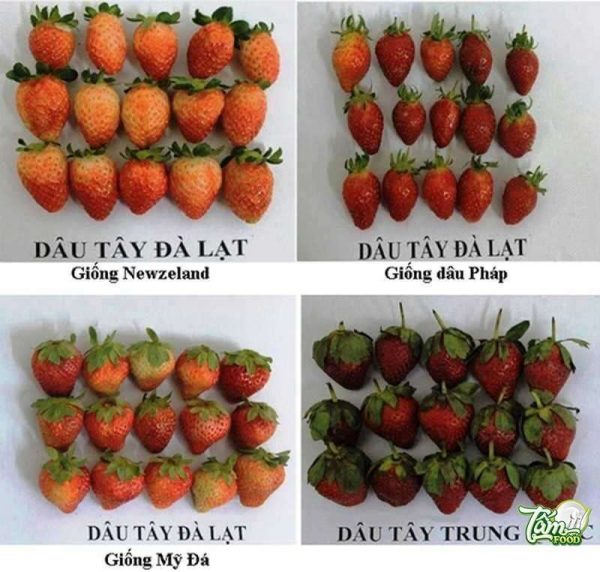 vườn dâu tây đà lạt
