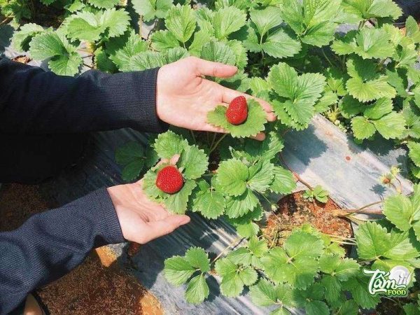 vườn dâu tây đà lạt