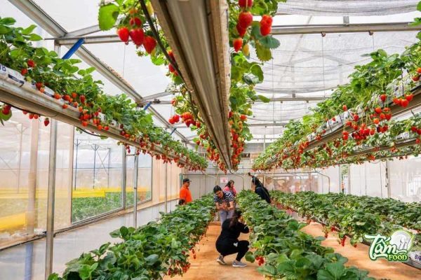 vườn dâu tây đà lạt