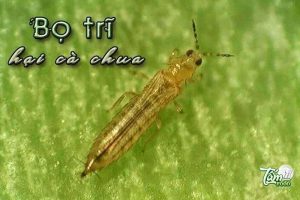 bọ trĩ hại cà chua