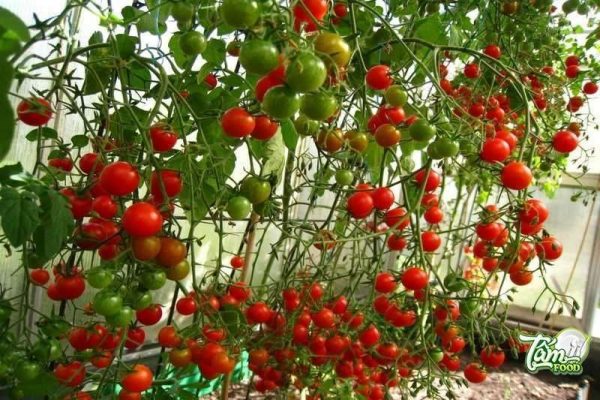 Thời gian thu hoạch cà chua
