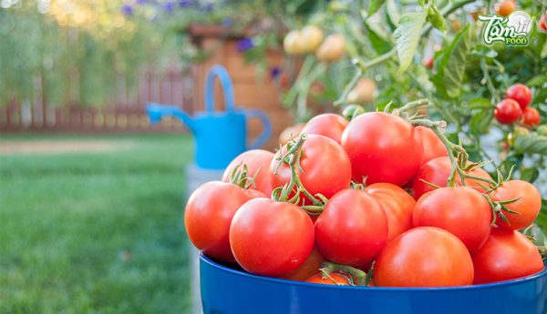 Hướng dẫn cách trồng cà chua socola đơn giản tại nhà