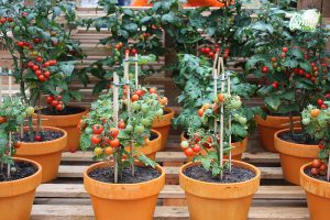 Hướng dẫn cách trồng cà chua socola đơn giản tại nhà