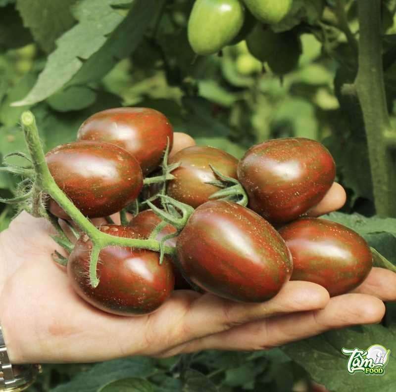 trồng cà chua chocolate