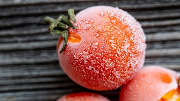 Cà chua để được bao lâu? Cách bảo quản cà chua trong ngăn đá tủ lạnh luôn tươi ngon